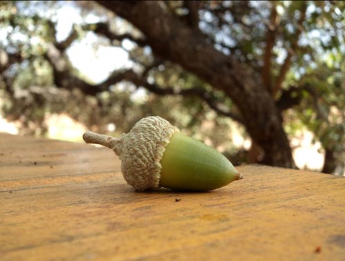 Alentejano oak groves and acorns