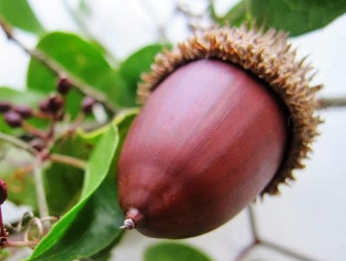 The acorns from the holm oak groves