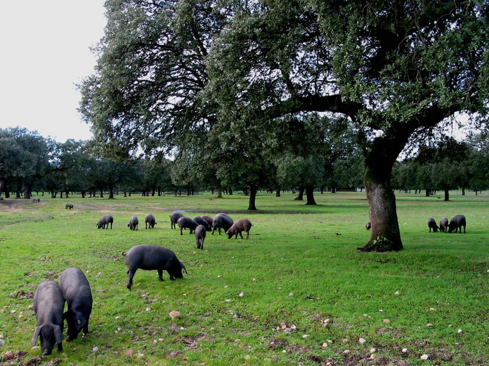 Porco Preto de Montanheira