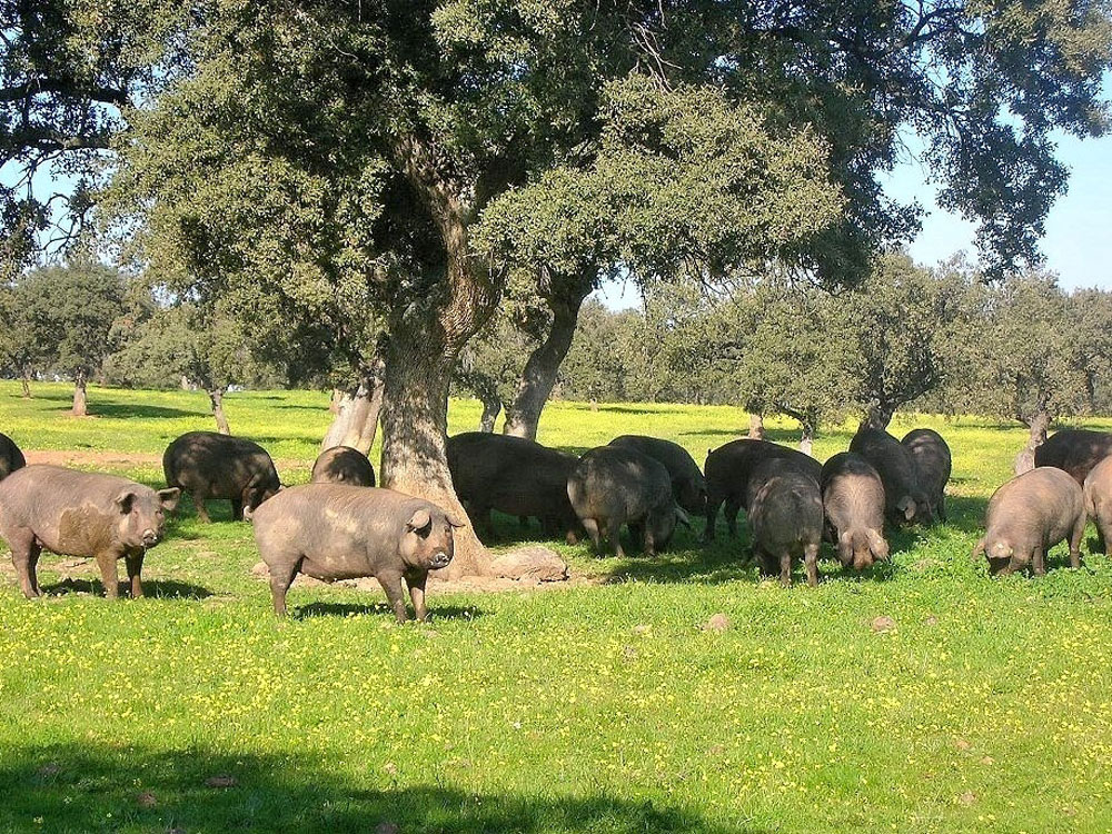 Porco Preto de Montanheira