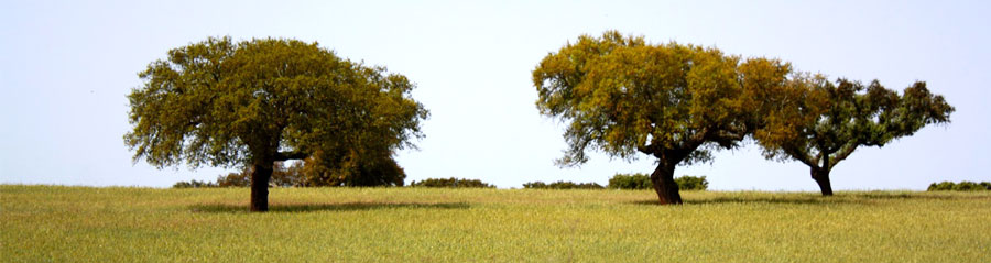 The Provenance of the alentejo black pig