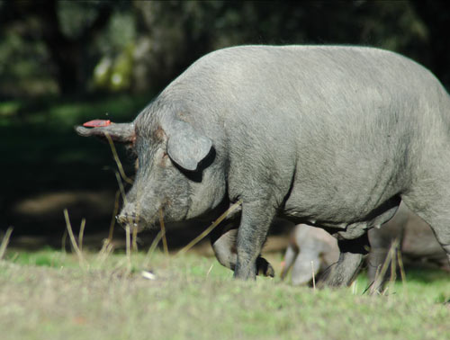 The black alentejano pig